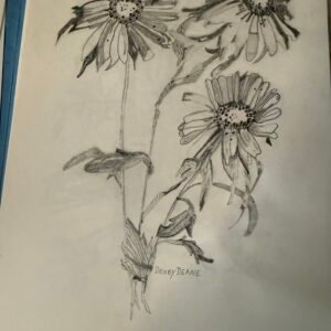 Daisies