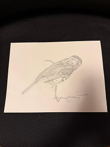 Sparrow bird